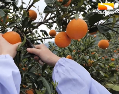 秭归伦晚脐橙开园在即 柑桔专家进果园现场检测