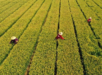 襄州近10万亩农作物吃上“营养餐”