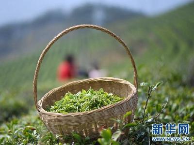 襄阳保康： 春日正当时 “明前茶”香满山