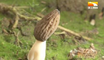 模拟野生自然环境 湖北平原种出高品质羊肚菌