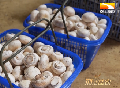 励志横幅贴满厂房 种植能人牛粪育菇年入百万元
