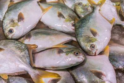 饲料涨价200元/吨，金鲳鱼价跌破成本，2022年春苗要减少30%？