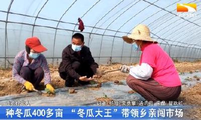 年种冬瓜400多亩 “冬瓜大王”带领乡亲闯市场