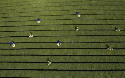 五峰22.1万余亩茶园步入“春茶季” 有机肥提升茶叶品质