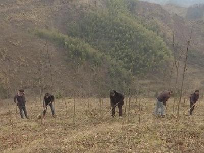 咸宁通山：致富“椿”来早 “摇钱树”下稳增收