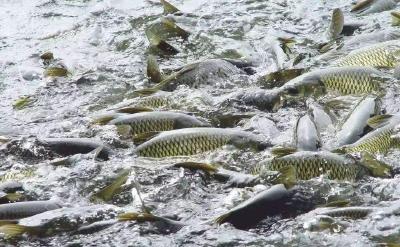 国家特色淡水鱼产业技术体系发布《春季水产养殖技术操作指南》
