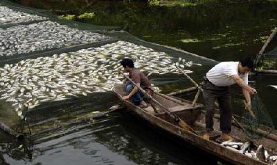 网购杀虫药，卖家发错货！用药之后大量死鱼，养鱼户损失惨重索赔难！