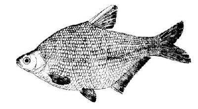 大宗淡水鱼鱼苗培育技术