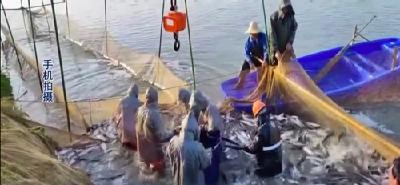 孝感智慧生态渔场放大招！30个渔民一年养3000万尾鱼