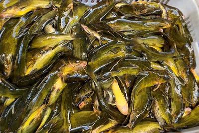 黄颡鱼土池发花技术