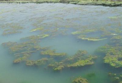 池水变坏有什么征兆？