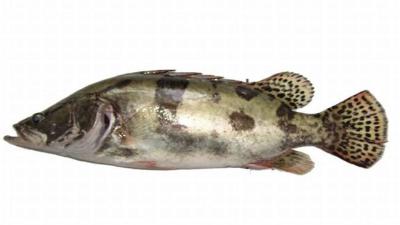 浅谈鳜鱼饲料的营养需求和配制技