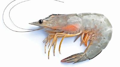 青虾运输方法及注意事项