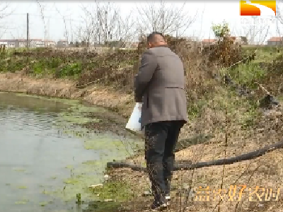 虾塘生苔虾农急 专家塘边来支招