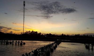 生物絮团养虾，效益极高！但是，该系统当中的最佳碳源，您真的了解吗？