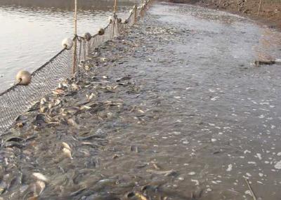 春季鱼苗培育的四大技术要点要掌握