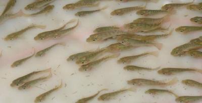 无机肥料什么时候用？用法用量怎样把握？