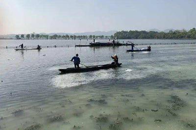 什么样的池塘养鱼产量更高？清塘前这项工作您做了吗？