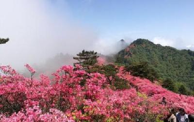 麻城杜鹃花10日起陆续绽放 龟峰山打造自然景观和户外运动双主题景区