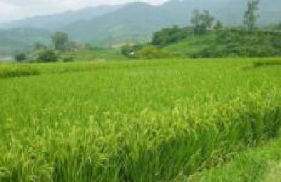 湖北发布早稻、再生稻直播生产技术指导意见