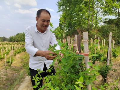 咸宁金银花开“金银”来 打造致富“金钥匙”