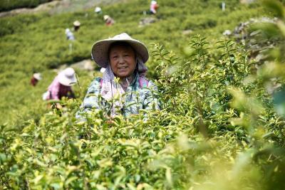 武汉新洲万亩荒山换“青颜” 茶旅融合激活乡村振兴新动能