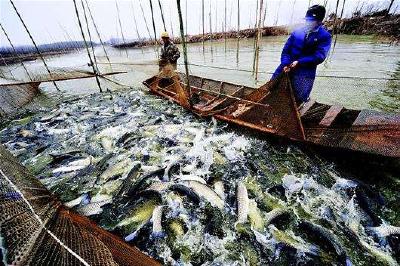 赤壁神山渔场起捕200万斤鲜鱼
