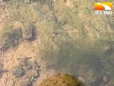 注意！千万别采 这种粉色“桑葚”是外来入侵物种