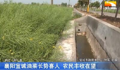 襄阳宜城油菜长势喜人 农民丰收在望