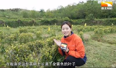 黄金茶里藏“黄金” 长成“金飘带”助力乡村振兴