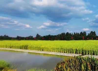 《“十三五” 中国稻渔综合种养产业发展报告》全文发布