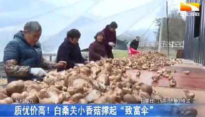 质优价高！白桑关小香菇撑起“致富伞”