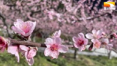 鹤峰：荒山变花园 唤醒“沉睡资产”