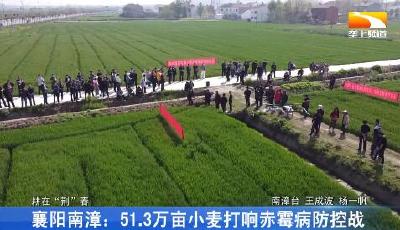 襄阳南漳：51.3万亩小麦打响赤霉病防控战