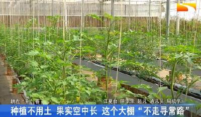 种植不用土 果实空中长 这个大棚“不走寻常路”