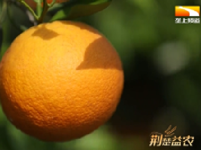 巴东伦晚新鲜上市 金链条助推柑橘产业提质增效