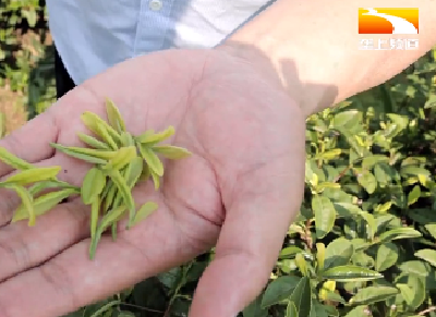石头上种茶 绿了荒山 富了口袋