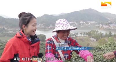 老茶园冒新芽 荒山变身“绿色银行”
