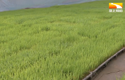 水稻种植托管 “地保姆”助农稳增收