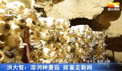 洪大智：溶洞种蘑菇 致富走新路