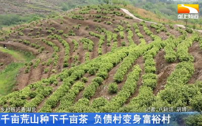 千亩荒山千亩茶 负债村变身富裕村