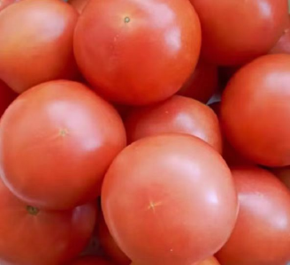 番茄种植时间和方法