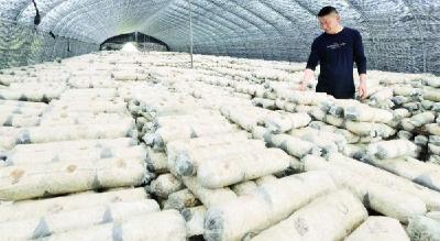 年产香菇150万公斤 荆门种植香菇俏销全国