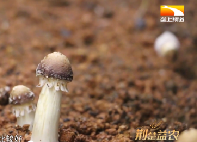 质优价高 车间“山珍”四季鲜销全国