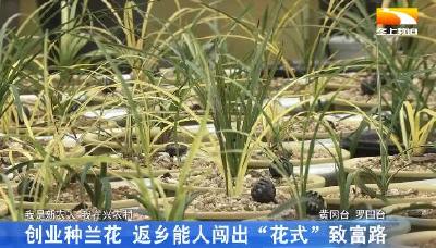 创业种兰花 返乡能人闯出“花式”致富路