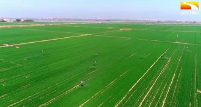 湖北省早稻、再生稻直播生产技术指导意见