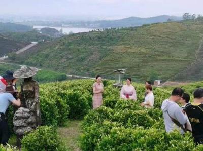 黄石拟投资1.5亿元打造白茶产业文化特色小镇 