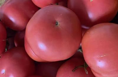 西红柿种植管理要点