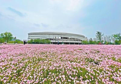 “五一”来临 花田花海陆续登场