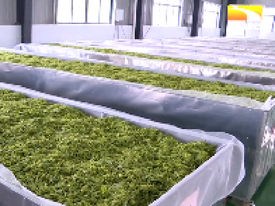 捐赠千斤云雾茶 英山茶企助力上海抗疫